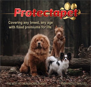 Three dogs sitting in the woods advertising full pet insurance for your dog by Protectapet in Spain.